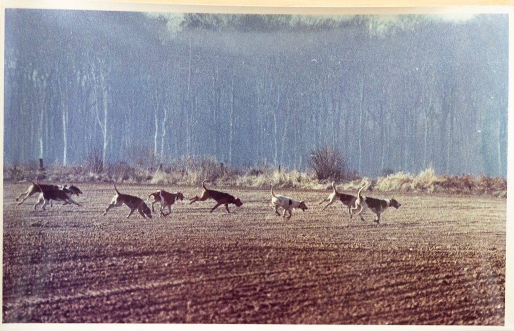 PHOTO Argentique France	chasse à courre vénerie cheval CHIEN	15X23	1970