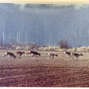 PHOTO Argentique France	chasse à courre vénerie cheval CHIEN	15X23	1970