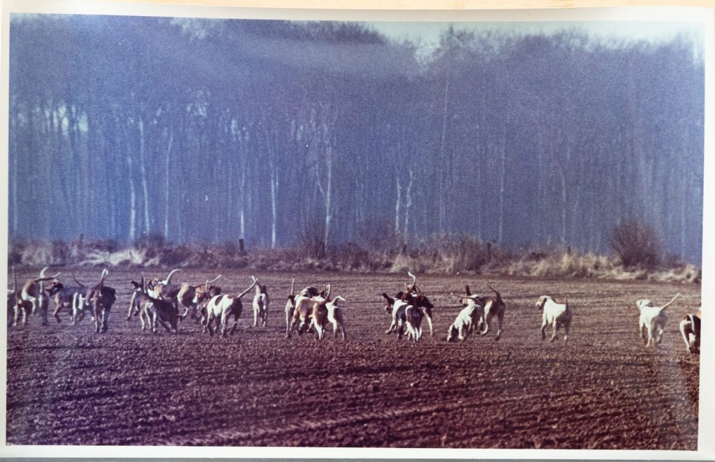 PHOTO Argentique France	chasse à courre vénerie cheval CHIEN	15X23	1970
