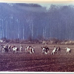 PHOTO Argentique France	chasse à courre vénerie cheval CHIEN	15X23	1970