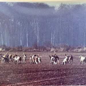 PHOTO Argentique France	chasse à courre vénerie cheval	15X23	1970