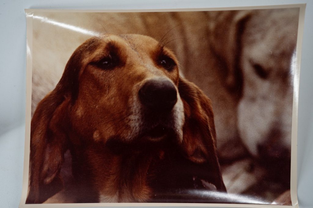 PHOTO Argentique	France	chasse à courre vénerie cheval chien 18X24cm	1970