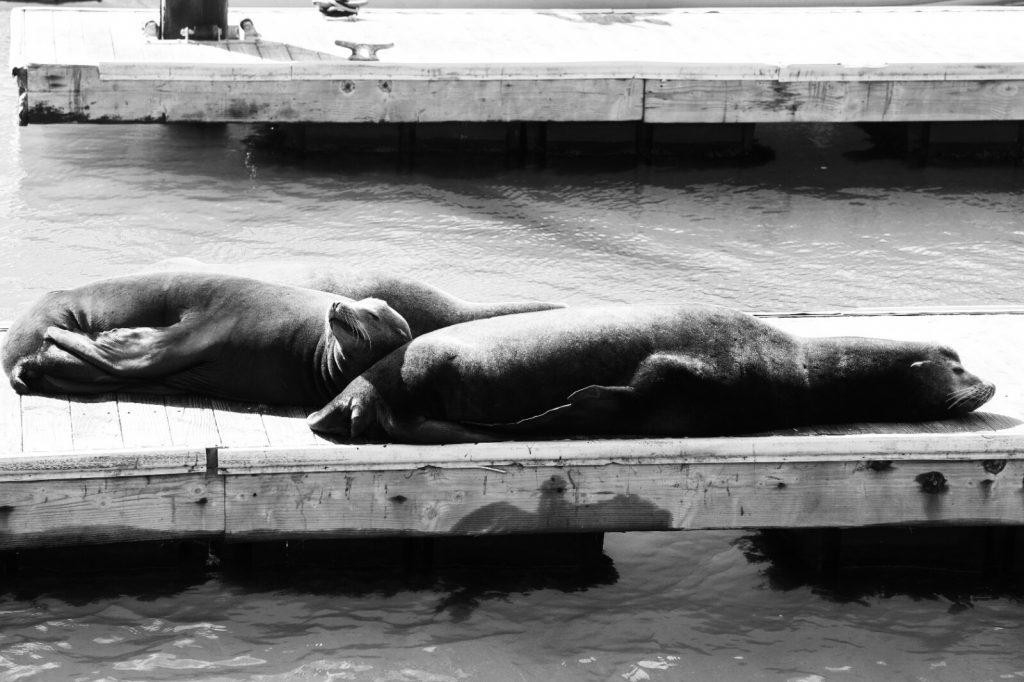 Tirage photo SEA LIONS SAN FRANSISCO Noir et Blanc Format 45x60cm