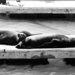 Tirage photo SEA LIONS SAN FRANSISCO Noir et Blanc Format 45x60cm