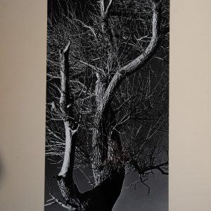 PHOTO Argentique	France		20X40cm	1970	artistique, ARBRE PEUPLIER