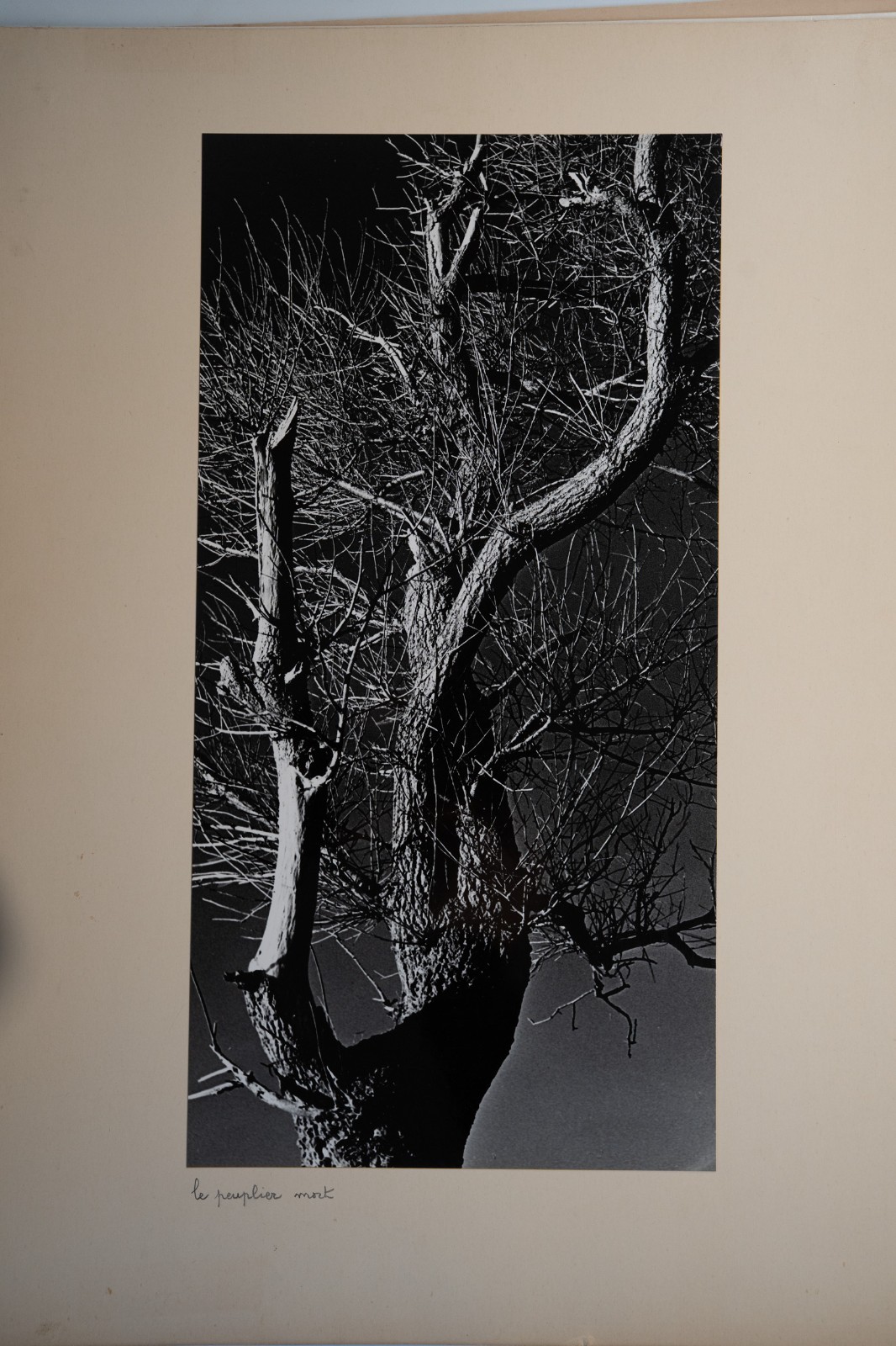 PHOTO Argentique France 20X40cm 1970 artistique, ARBRE PEUPLIER