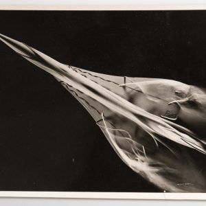 Photo Argentique	France	Concorde test aérodynamique sur maquette	12X17cm 1960