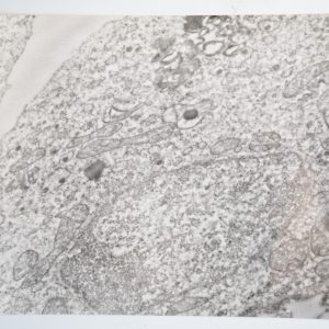 photo Argentique France Microscopique SCIENTIFIQUE 17X23cm 1960