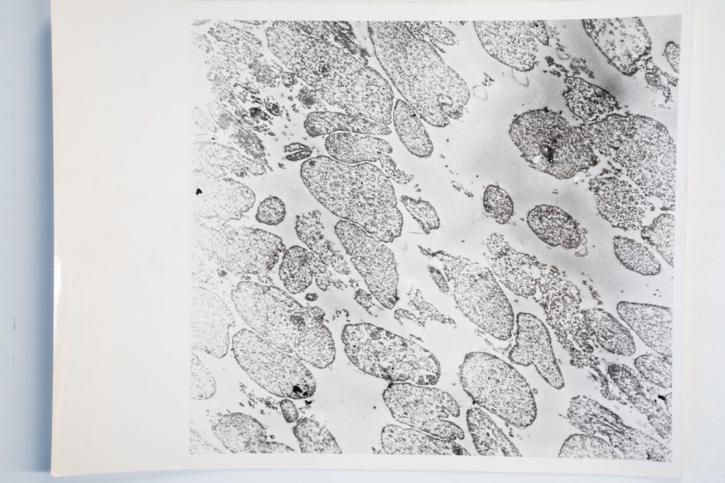 photo Argentique France Microscopique SCIENTIFIQUE 17X23cm 1960