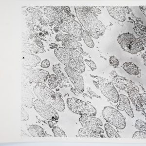 photo Argentique France Microscopique SCIENTIFIQUE 17X23cm 1960