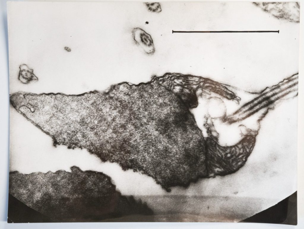 photo Argentique	France	Microscopique  SCIENTIFIQUE 17X23cm	1960