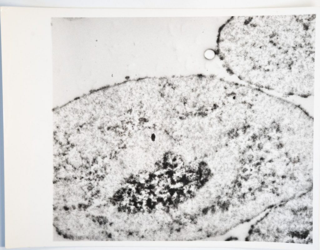 photo Argentique	France	Microscopique  SCIENTIFIQUE 17X23cm	1960