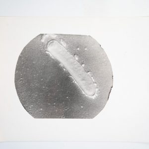 photo Argentique France Microscopique SCIENTIFIQUE 17X23cm 1960