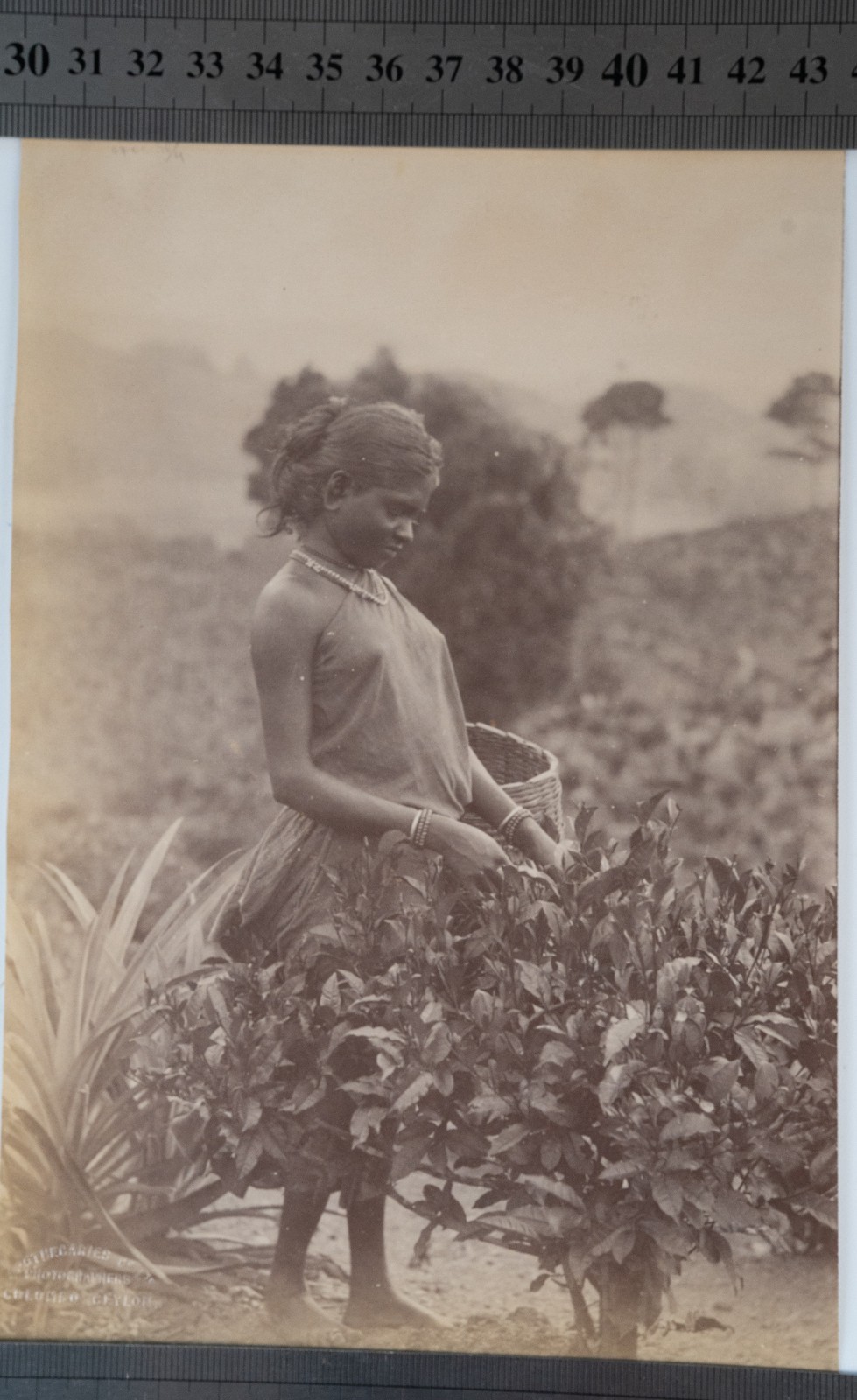 TIRAGE PHOTO Albumine Inde Récolte du thé à Ceylan 13X21cm 1880 – Image 2