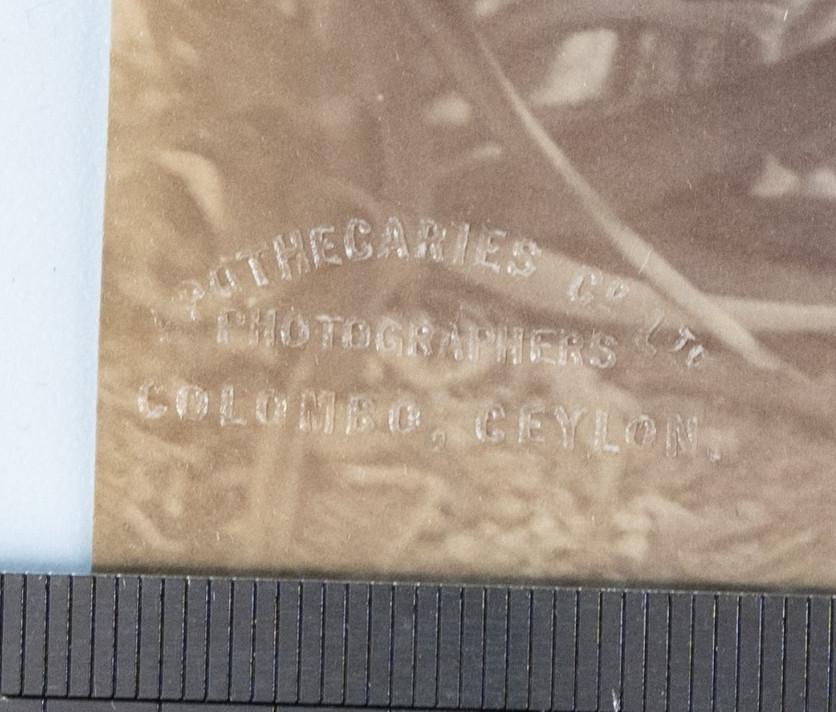 TIRAGE PHOTO Albumine Inde Récolte du thé à Ceylan 13X21cm 1880 – Image 3