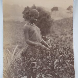 TIRAGE PHOTO Albumine Inde Récolte du thé à Ceylan 13X21cm 1880
