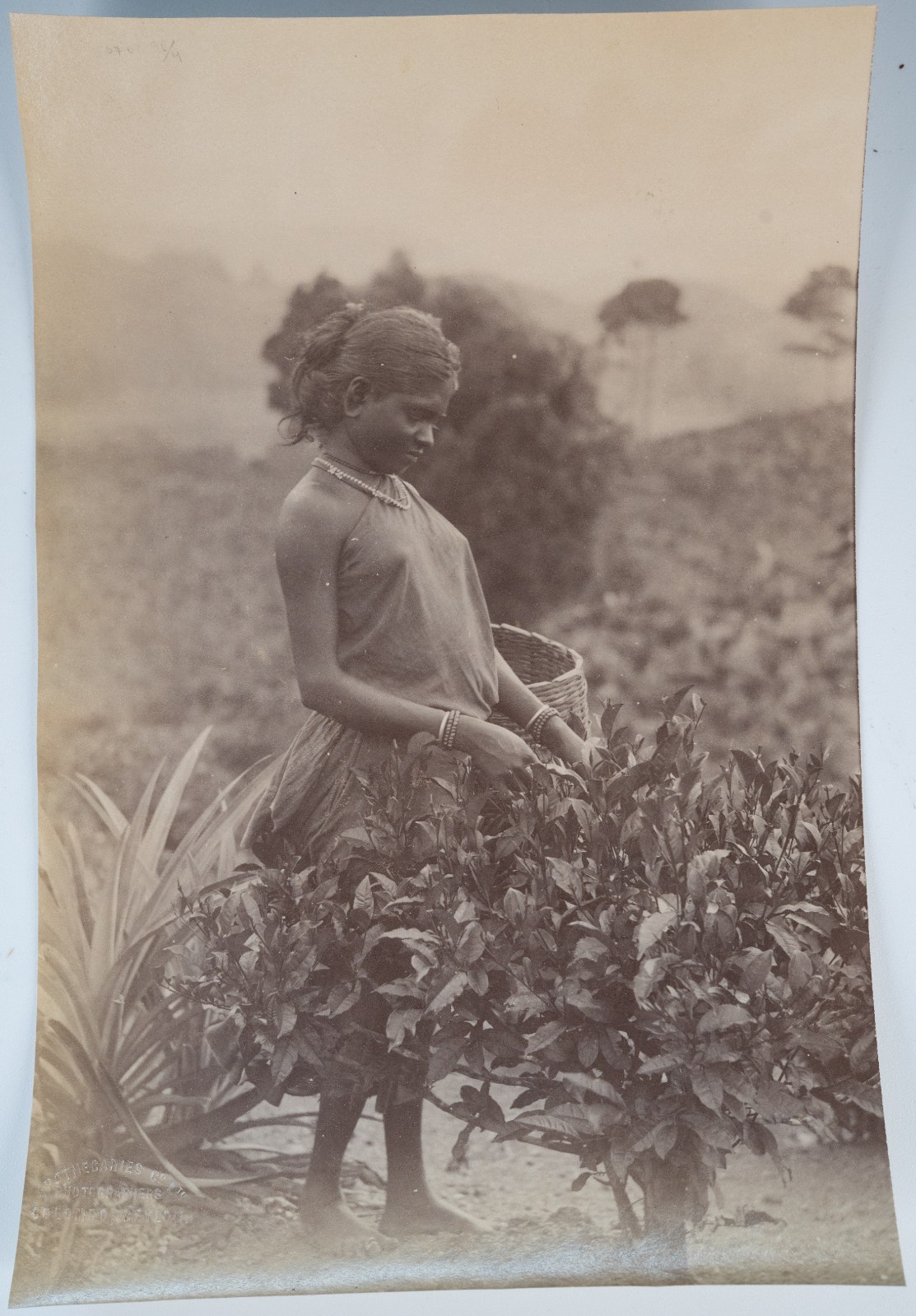 TIRAGE PHOTO Albumine Inde Récolte du thé à Ceylan 13X21cm 1880