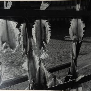 Photo argentique Transparence , poissons	26x38cm	1960 R. RENSON