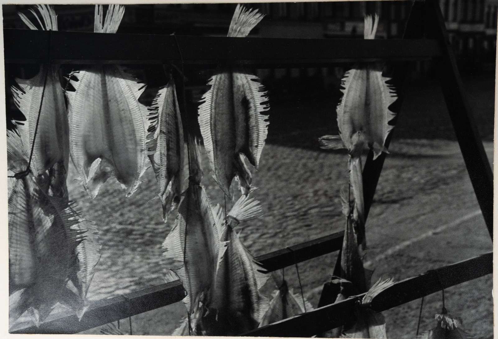 Photo argentique Transparence , poissons 26x38cm 1960 R. RENSON