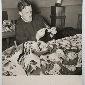 PHOTO îles Kerguelen Le Père Beaugé examine des crânes d'oiseaux 18X24cm 1950