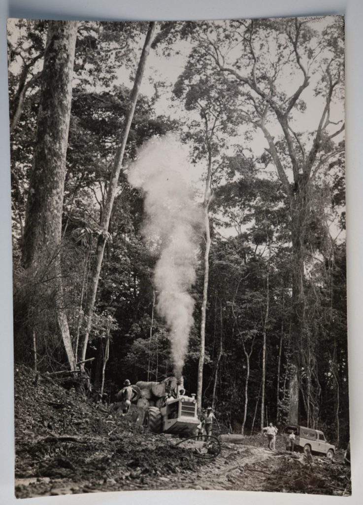 PHOTO  Afrique	sylviculture exploitation forestière foret Gabon	13X18cm 1960