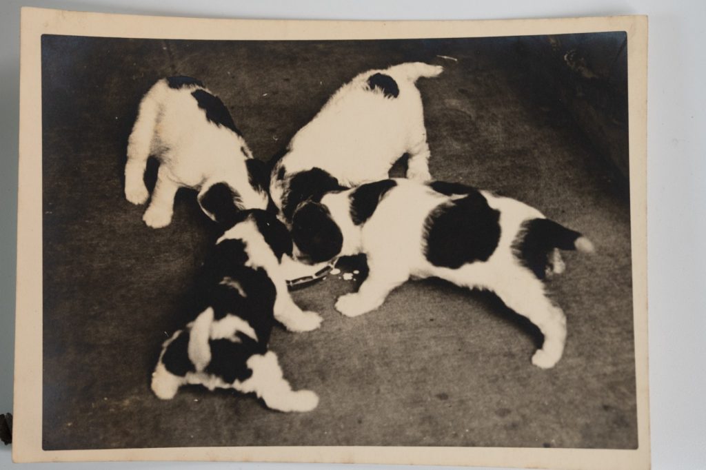 PHOTO Argentique France Chiots épagneul 13X18cm 1950