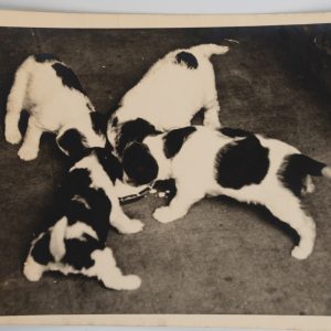 PHOTO Argentique	France	Chiots épagneul	13X18cm	1950