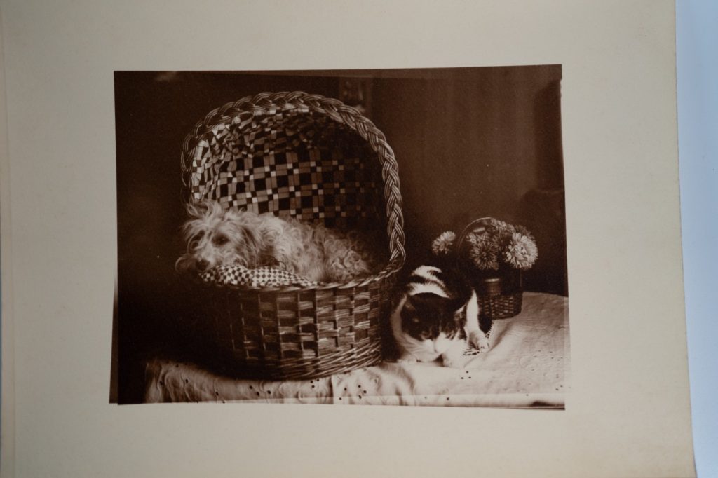 PHOTO Argentique France Chien et chat 13X16cm 1920