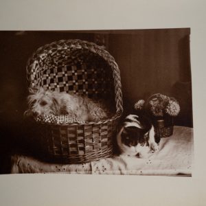 PHOTO Argentique	France	Chien et chat	13X16cm	1920