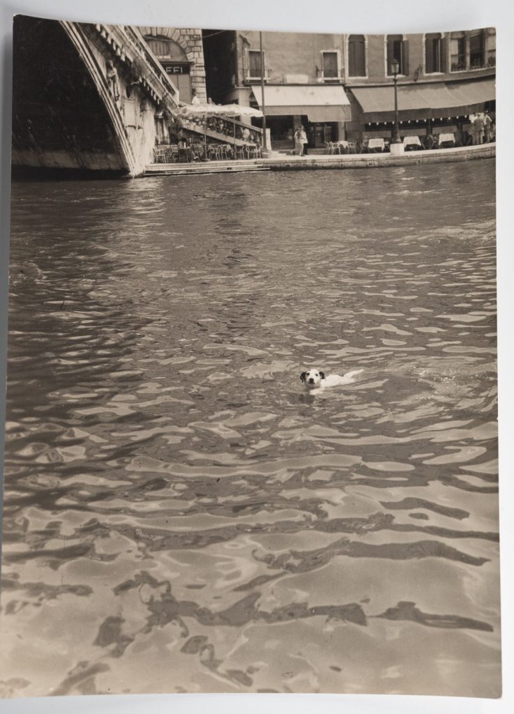 PHOTO Italie Chien traversant le Canal Venise Pont Rialto 16X23cm 1950