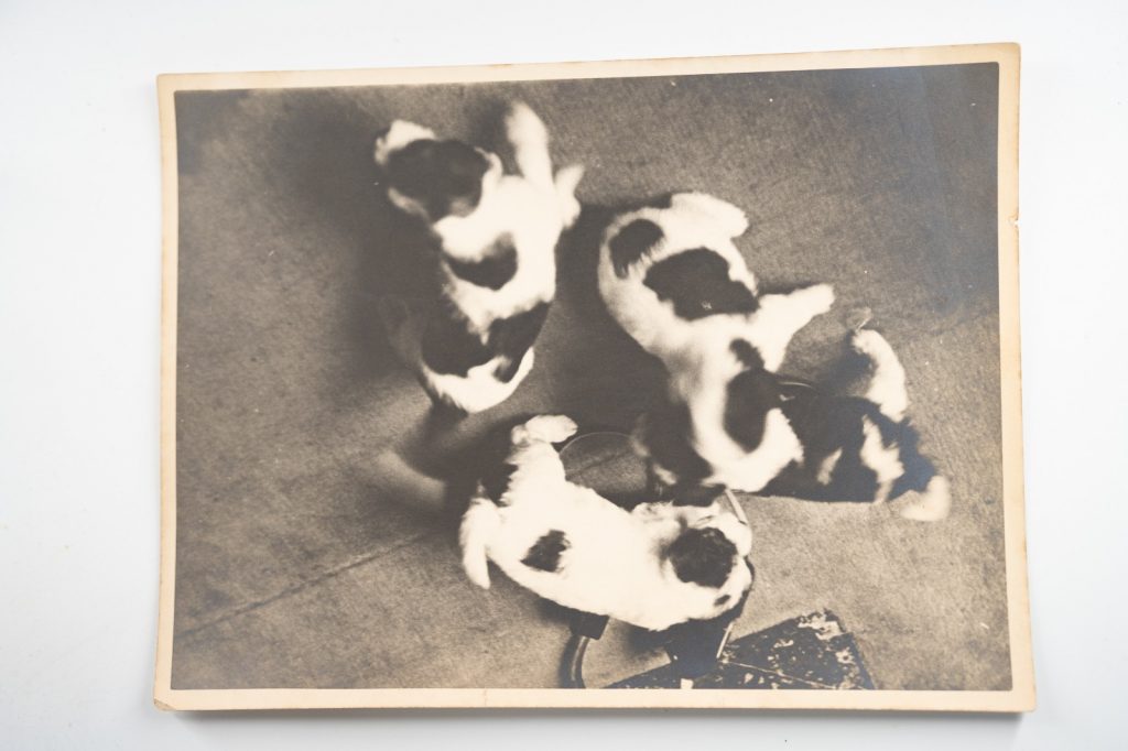 PHOTO Argentique France Chiot tacheté chien épagneul breton 18X24cm 1950