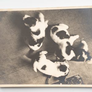 PHOTO Argentique France Chiot tacheté chien épagneul breton 18X24cm 1950