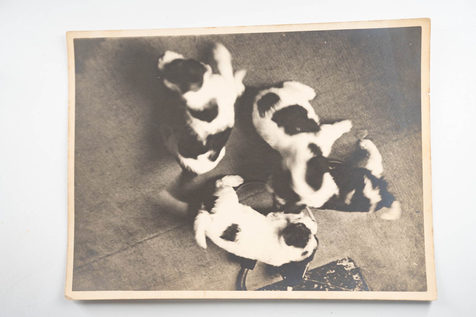 PHOTO Argentique France Chiot tacheté chien épagneul breton 18X24cm 1950