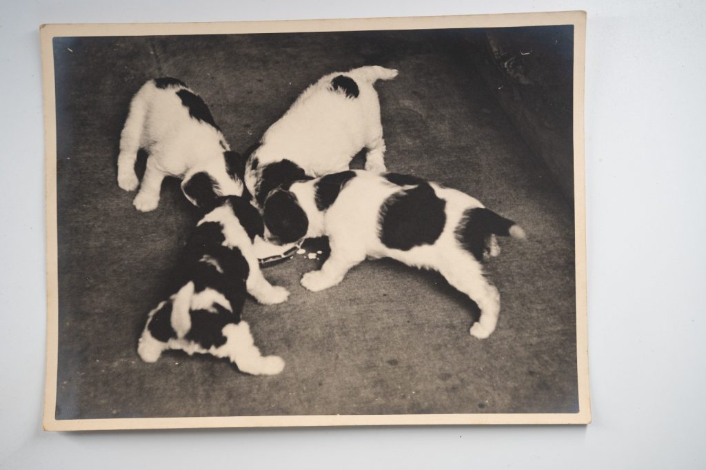 PHOTO Argentique France Chiot tacheté chien épagneul breton 18X24cm 1950