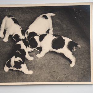 PHOTO Argentique France Chiot tacheté chien épagneul breton 18X24cm 1950