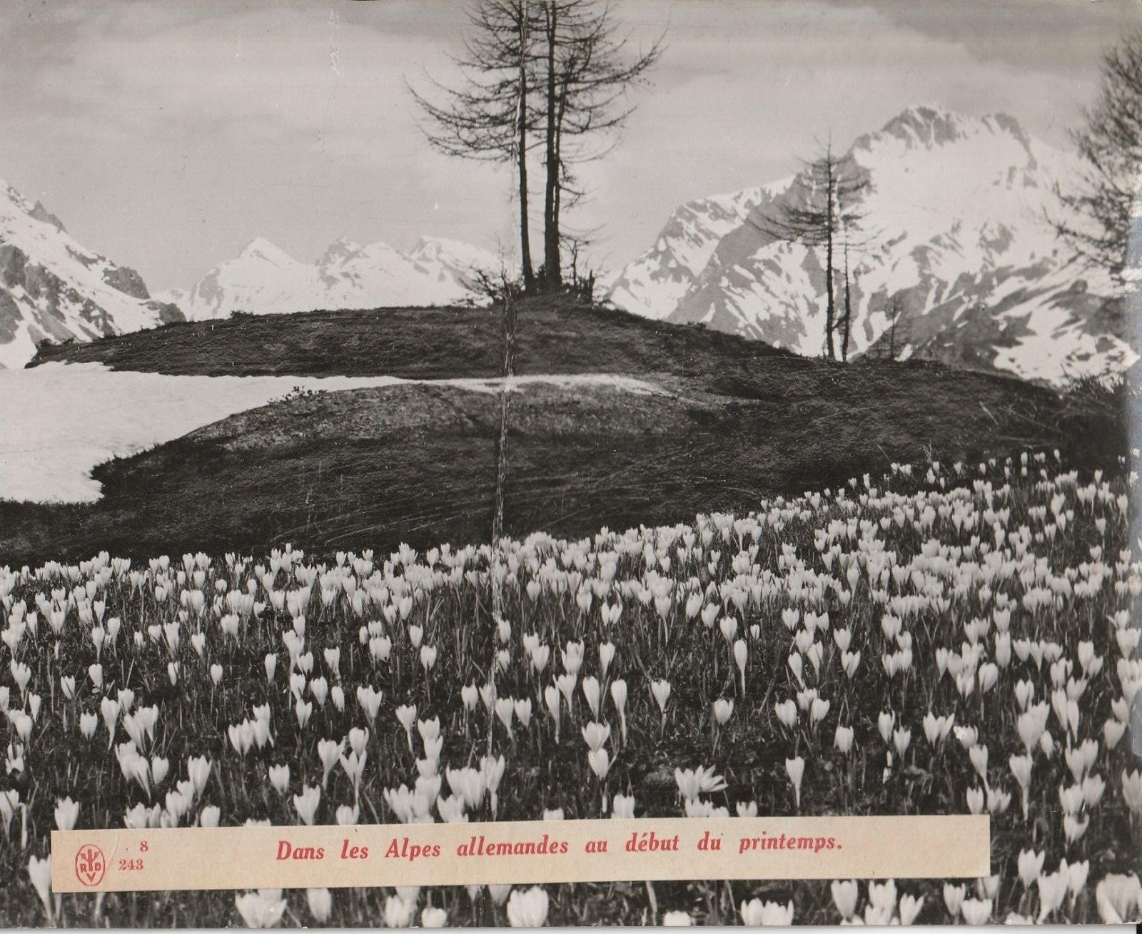TIRAGE PHOTO argentique Bilderdienst 1940 PHOTO DE PRESSE 18X24 Allemagne